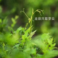 來(lái)鳳藤茶對(duì)身體的益處，真是不可多得